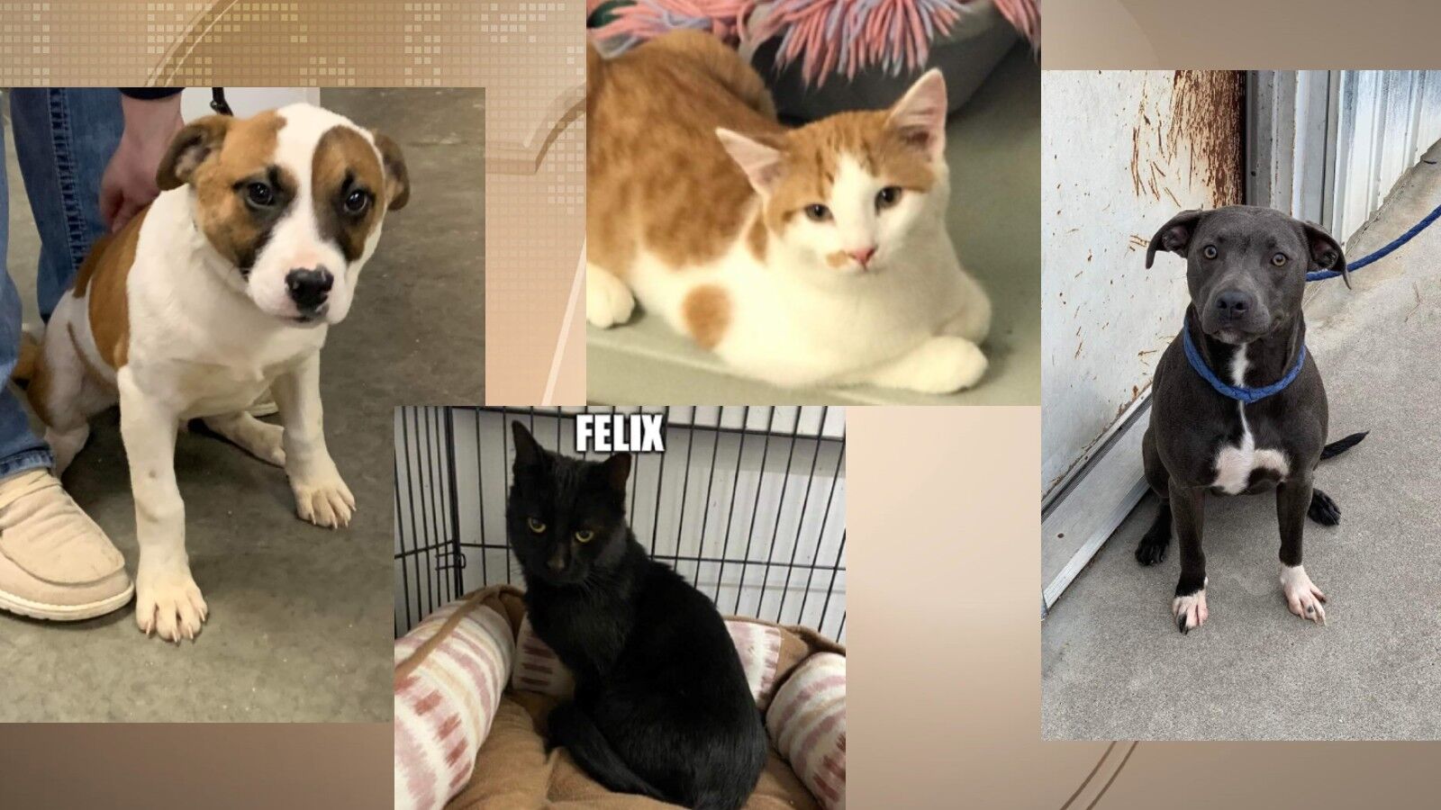 Pets of the Week: December 9, 2021